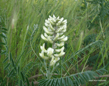 Acımeyan (Sophora alopecuroides var. alopecuroides)