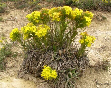 Koca eğnik (Macrotomia densiflora) (Eş Ad: Arnebia densiflora)