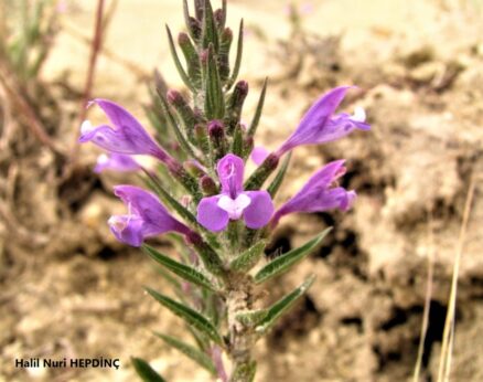 Fareotu (Ziziphora tenuior)