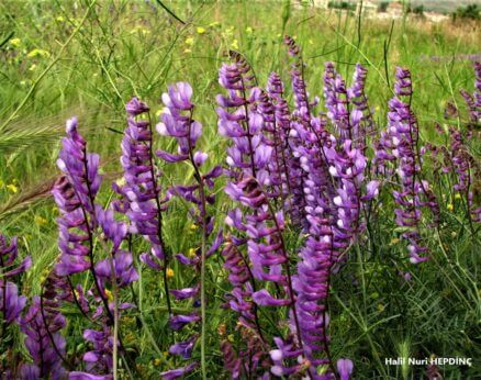 Meşe fiği (Vicia cracca subsp. stenophylla)