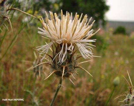 Kavgalaz  (Centaurea carduiformis subsp. carduiformis)