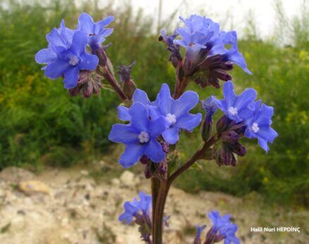 Sığırdili (Anchusa azurea var. azurea )