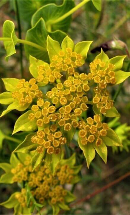 Soluk şeytanayağı (Bupleurum rotundifolium)