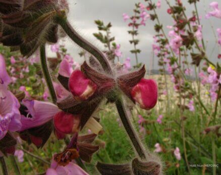 Puslu şalba (Salvia recognita) ENDEMİK