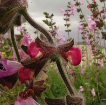 Puslu şalba (Salvia recognita) ENDEMİK