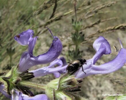 Siyahot (Salvia hypargeia ) (1) ENDEMİK