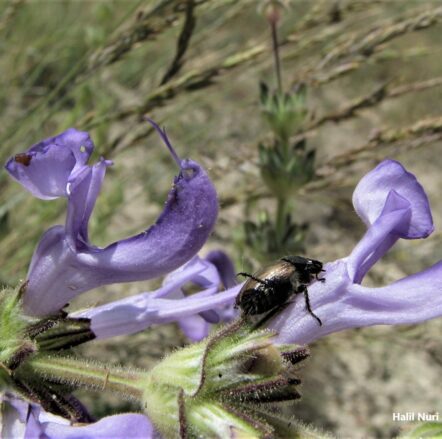 Siyahot (Salvia hypargeia ) (1) ENDEMİK