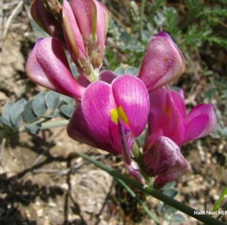 Horozbaşı (Hedysarum pestalozzae) ENDEMİK