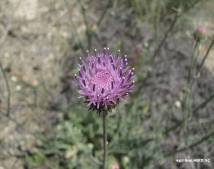 Geyikgöbeği (Jurinea consanguina)