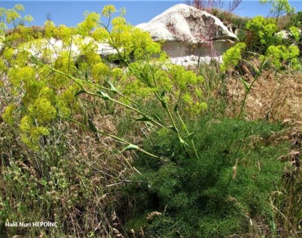 Atkasnağı (Ferula communis )