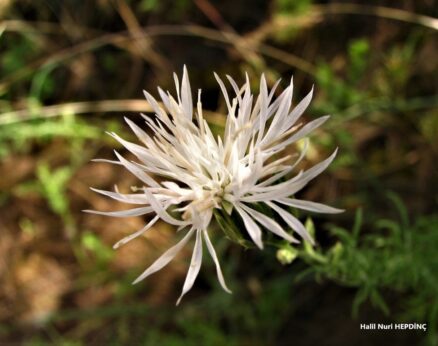 Gelindöndüren (Crupina crupinastrum)