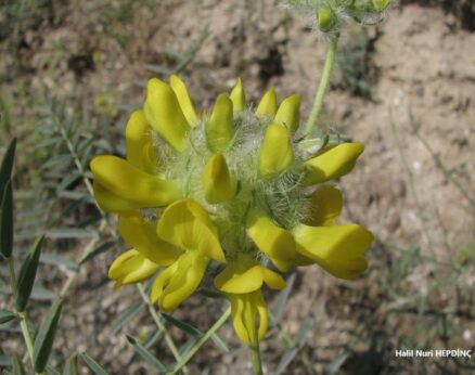 Atgeveni (Astragalus elatus) (ENDEMİK)