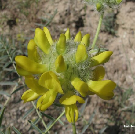 Atgeveni (Astragalus elatus) ENDEMİK