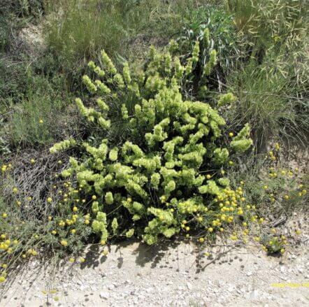 Kara şalba (Salvia absconditiflora) (Eş Ad: Salvia cryptantha) ENDEMİK