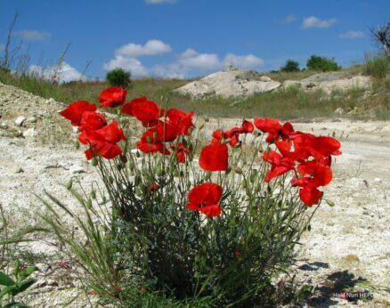 Gelincik (Papaver rhoeas)