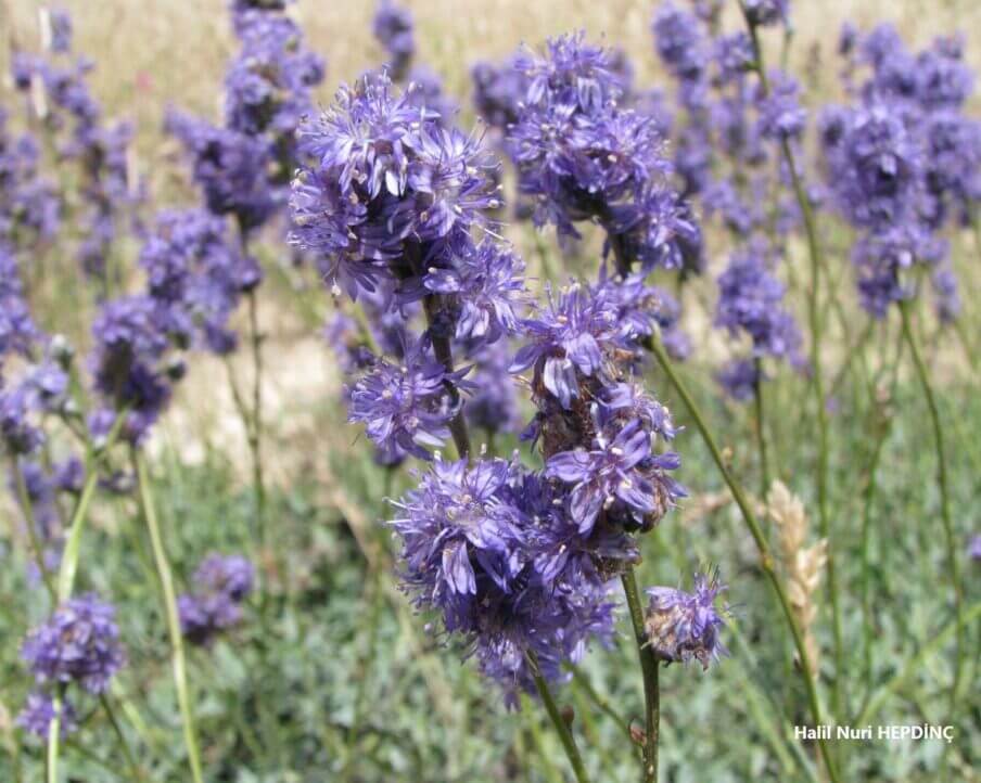 Küre çiçeği (Globularia orientalis)