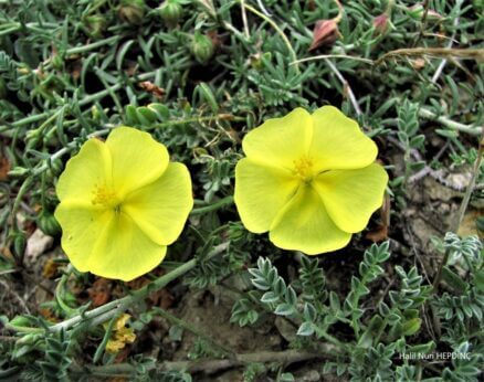 Yer güneşotu (Fumana procumbens)