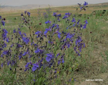 Kirveotu (Teucrium orientale var. orientale)