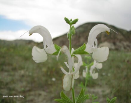 Akgalabor (Salvia candidissima subsp. occidentalis)