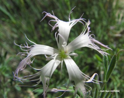 Uzunçanak (Dianthus crinitus var. crinitus)