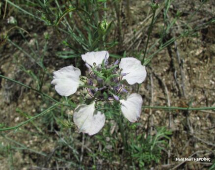 Tarla çörekotu (Nigella arvensis var. glauca)