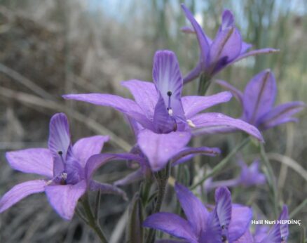 Süvari mahmuzu  (Consolida hellespontica)