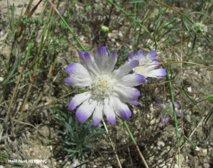 Yazı süpürgesi (Scabiosa argentea)