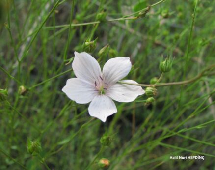 Narin keten (Linum tenuifolium)