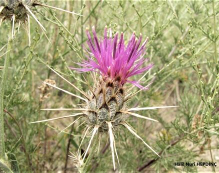 Kavgalaz (Centaurea carduiformis subsp. carduiformis) (2)