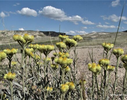 Yayla çiçeği (Helichrysum arenarium subsp. aucheri) ENDEMİK