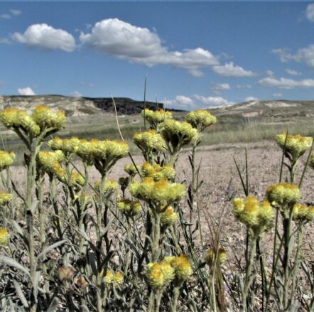 Yayla çiçeği (Helichrysum arenarium subsp. aucheri) ENDEMİK