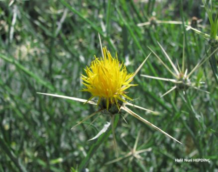 Çakırdikeni  (Centaurea solstitialis subsp. solstitialis)