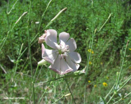 Puşkulu (Silene chlorifolia)