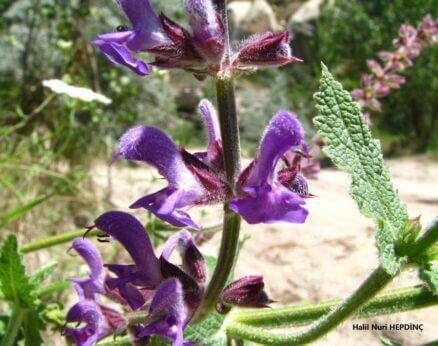 Fatmanaotu (Salvia virgata)