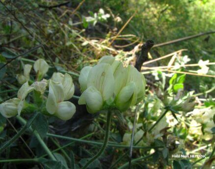 Nohudak (Lotus aegaeus )