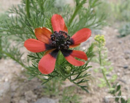 Kandamlası  (Adonis aestivalis subsp. aestivalis)