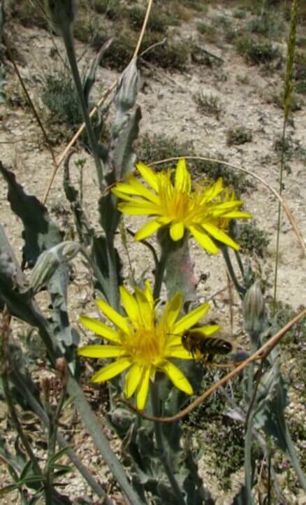 Alabent (Scorzonera tomentosa) ENDEMİK