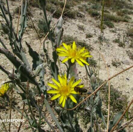 Alabent (Scorzonera tomentosa) ENDEMİK