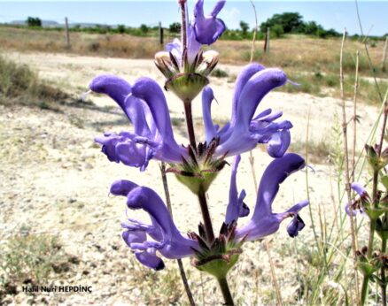 Siyahot (Salvia hypargeia)(2) ENDEMİK