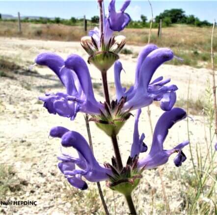 Siyahot (Salvia hypargeia)(2) ENDEMİK
