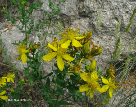 Kantaron (Hypericum perforatum subsp. veronense)