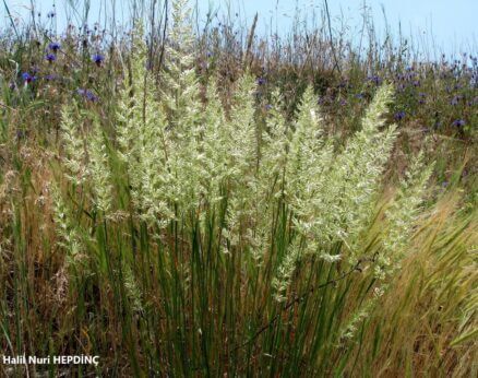 Kirpikliinci (Melica ciliata subsp. ciliata)