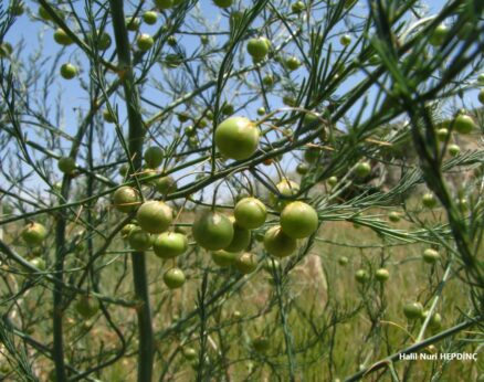 Mereço (Asparagus persicus)