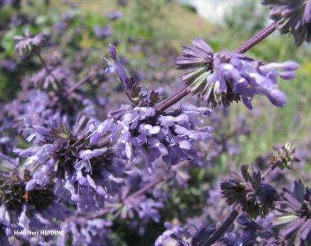 Dadırak (Salvia verticillata subsp. amasiaca)