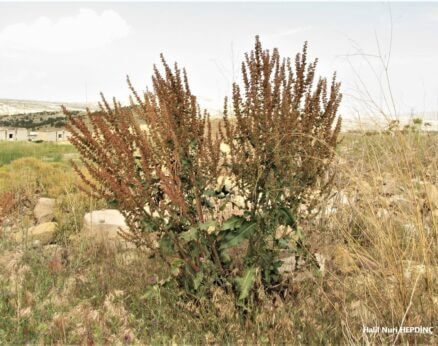 Kıvırtak (Rumex dentatus subsp. halacsyi)