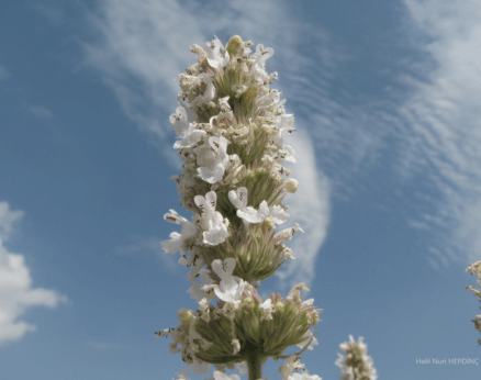 Eşekçayı (Nepeta italica)