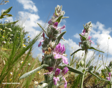 Yağlıkara (Stachys cretica subsp. anatolica ) (ENDEMİK)