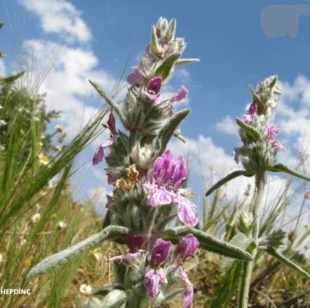 Yağlıkara (Stachys cretica subsp. anatolica ) (ENDEMİK)