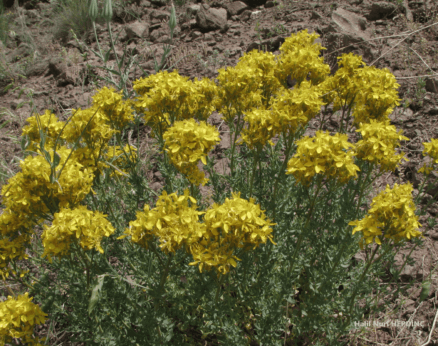 Karahasançayı (Hypericum scabrum)