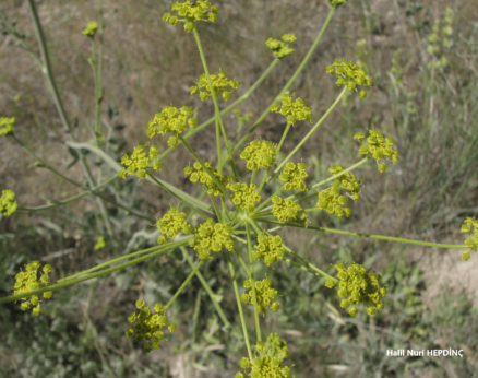 Şeker havucu (Pastinaca sativa subsp. urens)